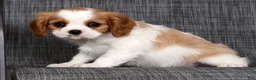 Cavalier King Charles Spaniel dogs for sale: Malik - Ad 3
