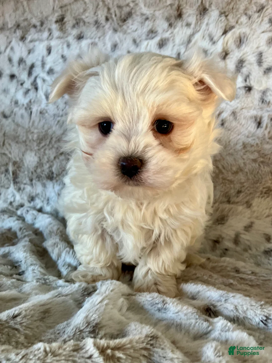 Maltese dogs for sale: Milo - Ad 8