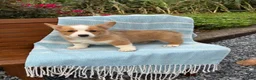 Welsh Corgi Pembroke dogs for sale: Jojo - Ad 12