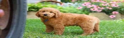 Goldendoodle dogs for sale: Theo - Ad 10