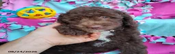 Mini Goldendoodle dogs for sale: Raggedy Ann - Ad 7