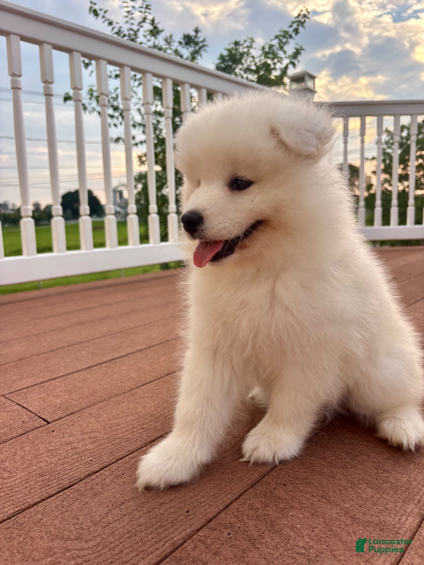 Samoyed dogs Finn - Ad 2