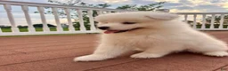 Samoyed dogs for sale: Finn - Ad 2