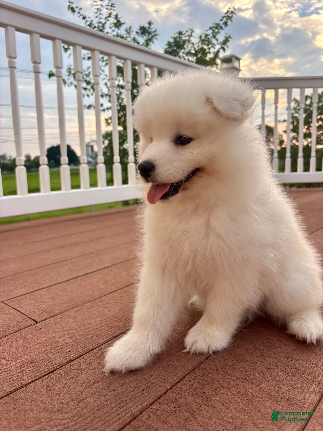 Samoyed dogs for sale: Finn - Ad 2