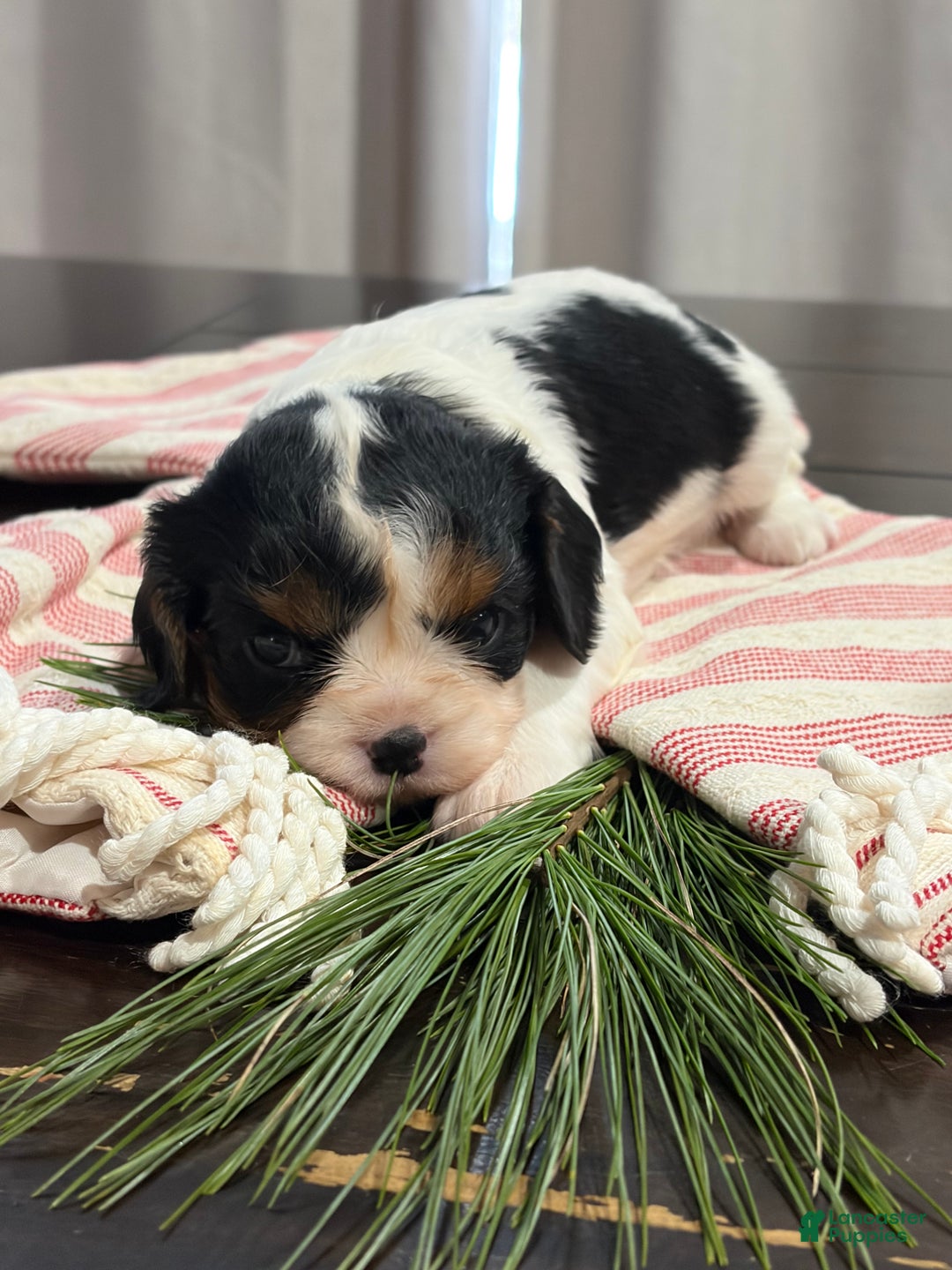 Cavalier King Charles Spaniel dogs for sale: Ivy - Ad 1