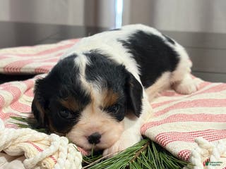 Cavalier King Charles Spaniel dogs Ivy - Ad 30