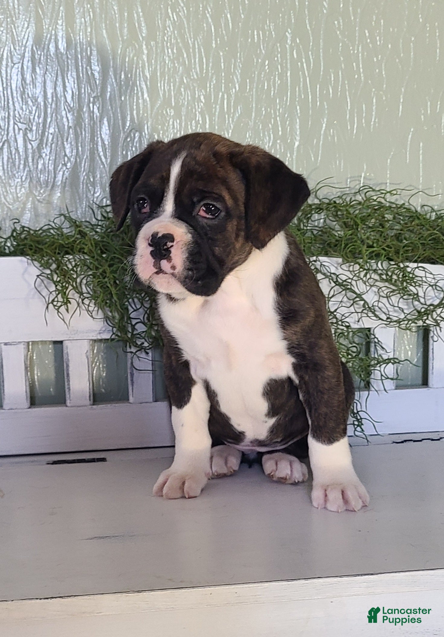 Boxer dogs Daisy  - Ad 2