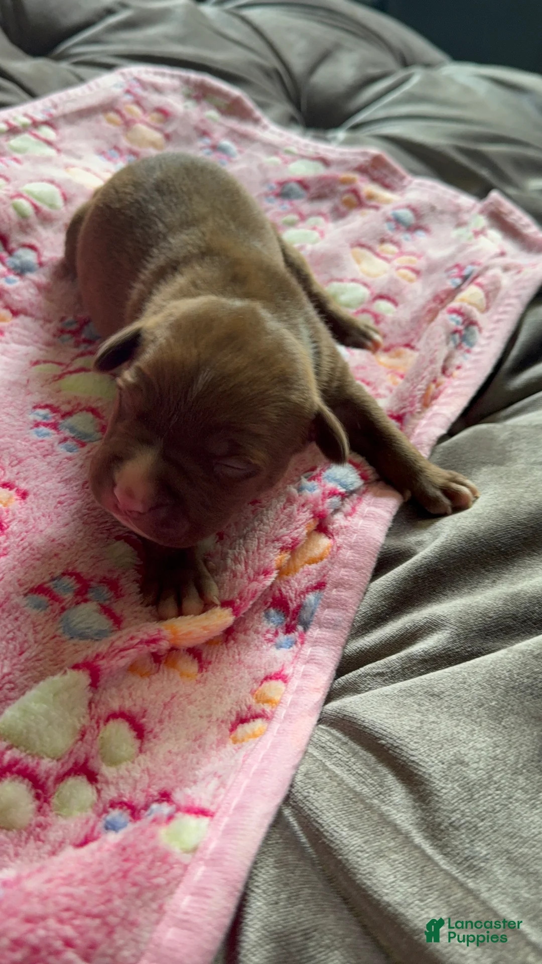 American Bully dogs for sale: American Bully 8 - Ad 2