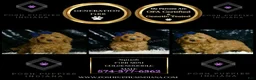Mini Goldendoodle dogs for sale: Squash F1BB - Ad 5