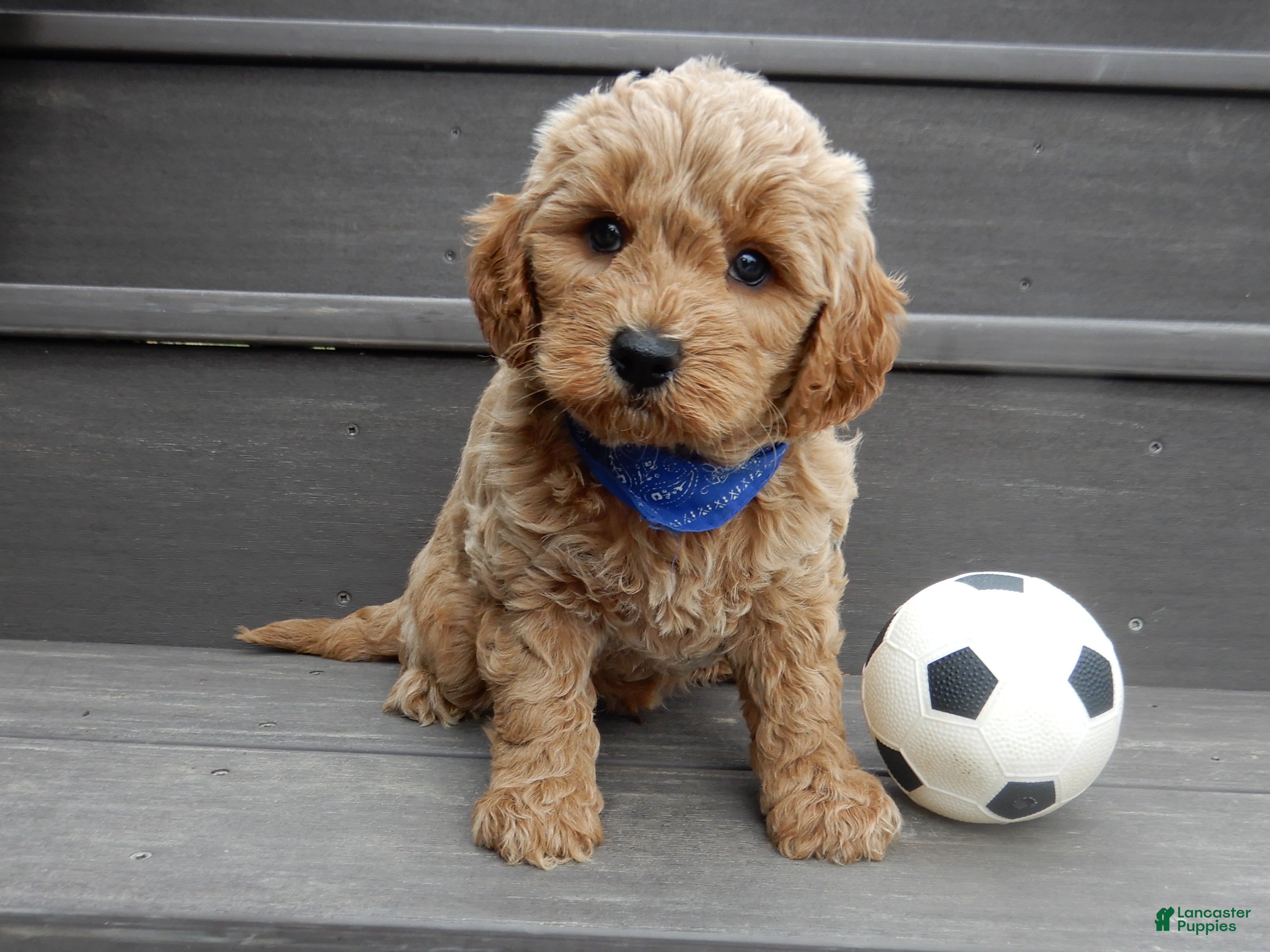 Mini Goldendoodle dogs Hunter - Ad 33