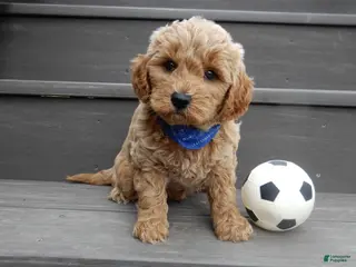 Mini Goldendoodle dogs Hunter - Ad 33