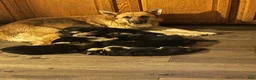 German Shepherd dogs for sale: Mighty max - Ad 2