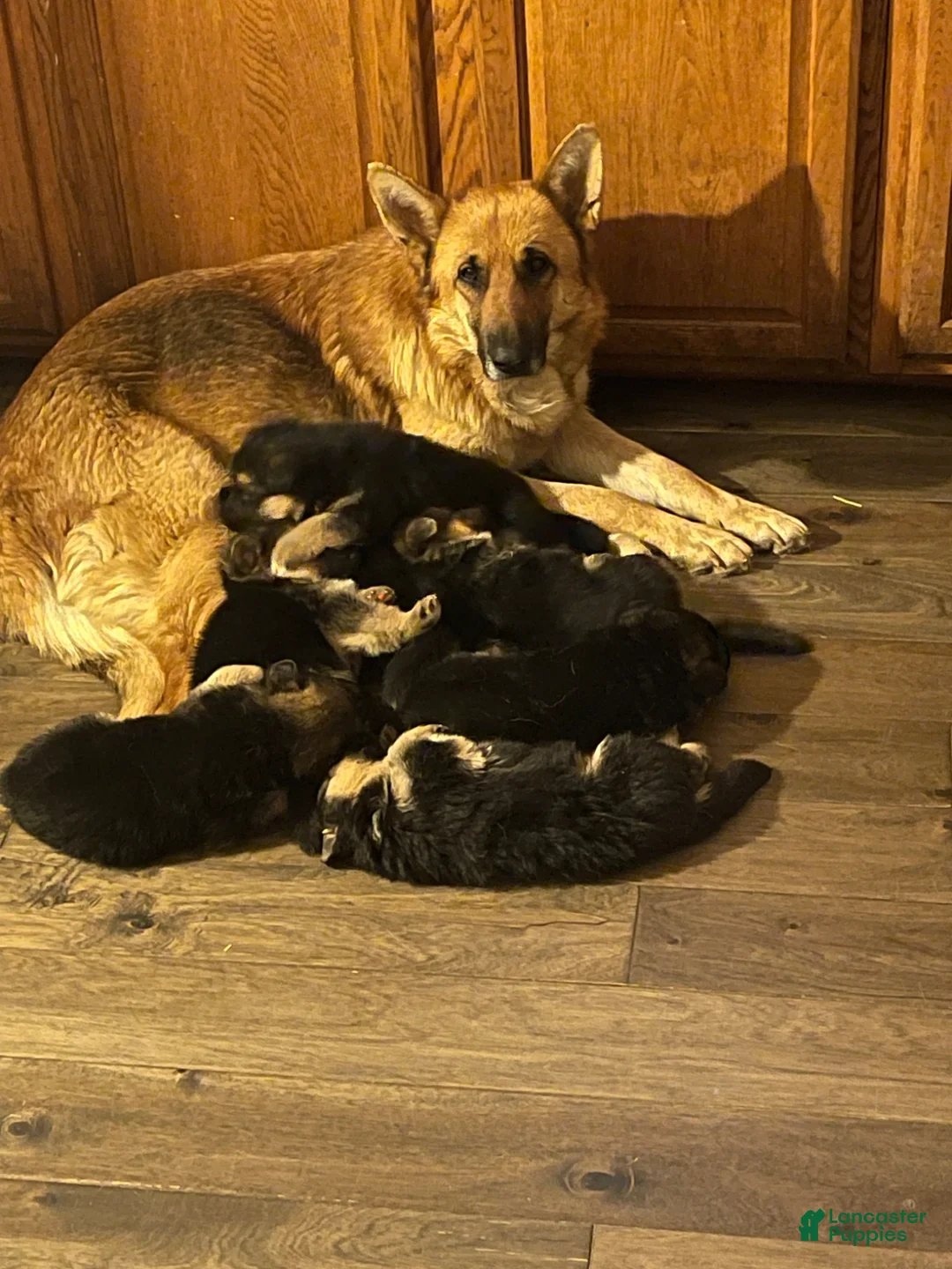 German Shepherd dogs for sale: Mighty max - Ad 2