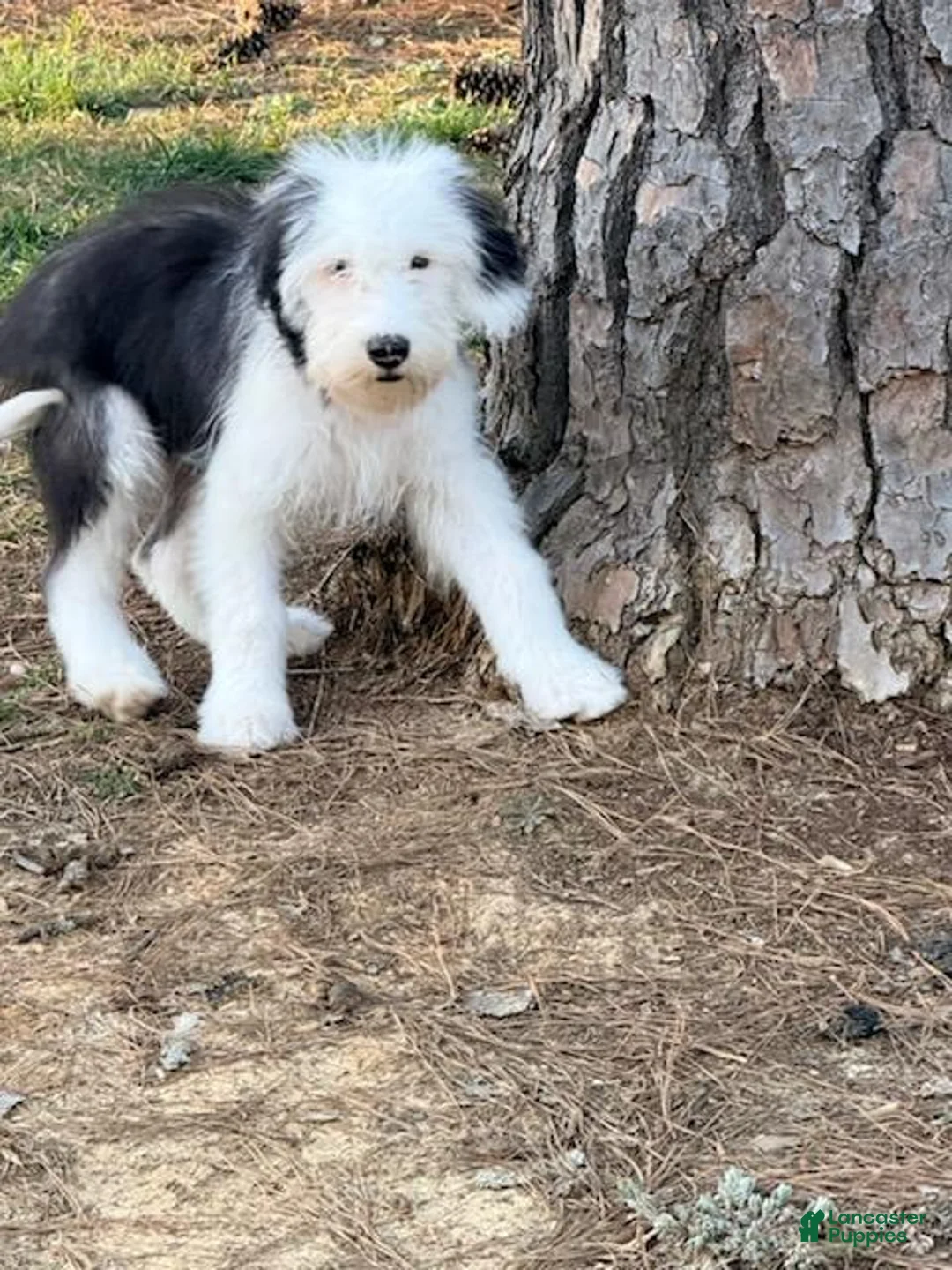 Old English Sheepdog dogs for sale: GUS  - Ad 15