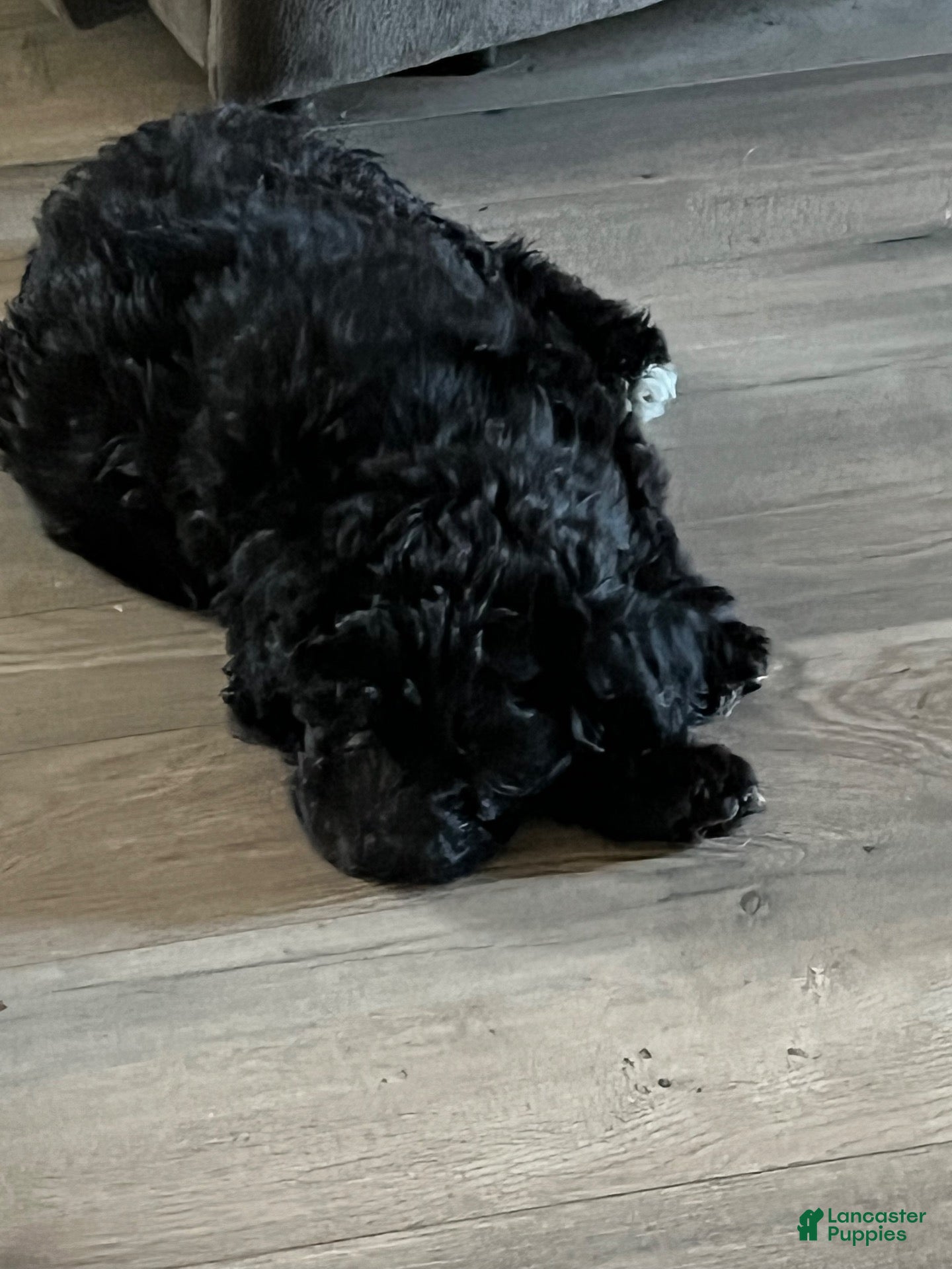 Shihpoo dogs Shihpoo 1 - Ad 21