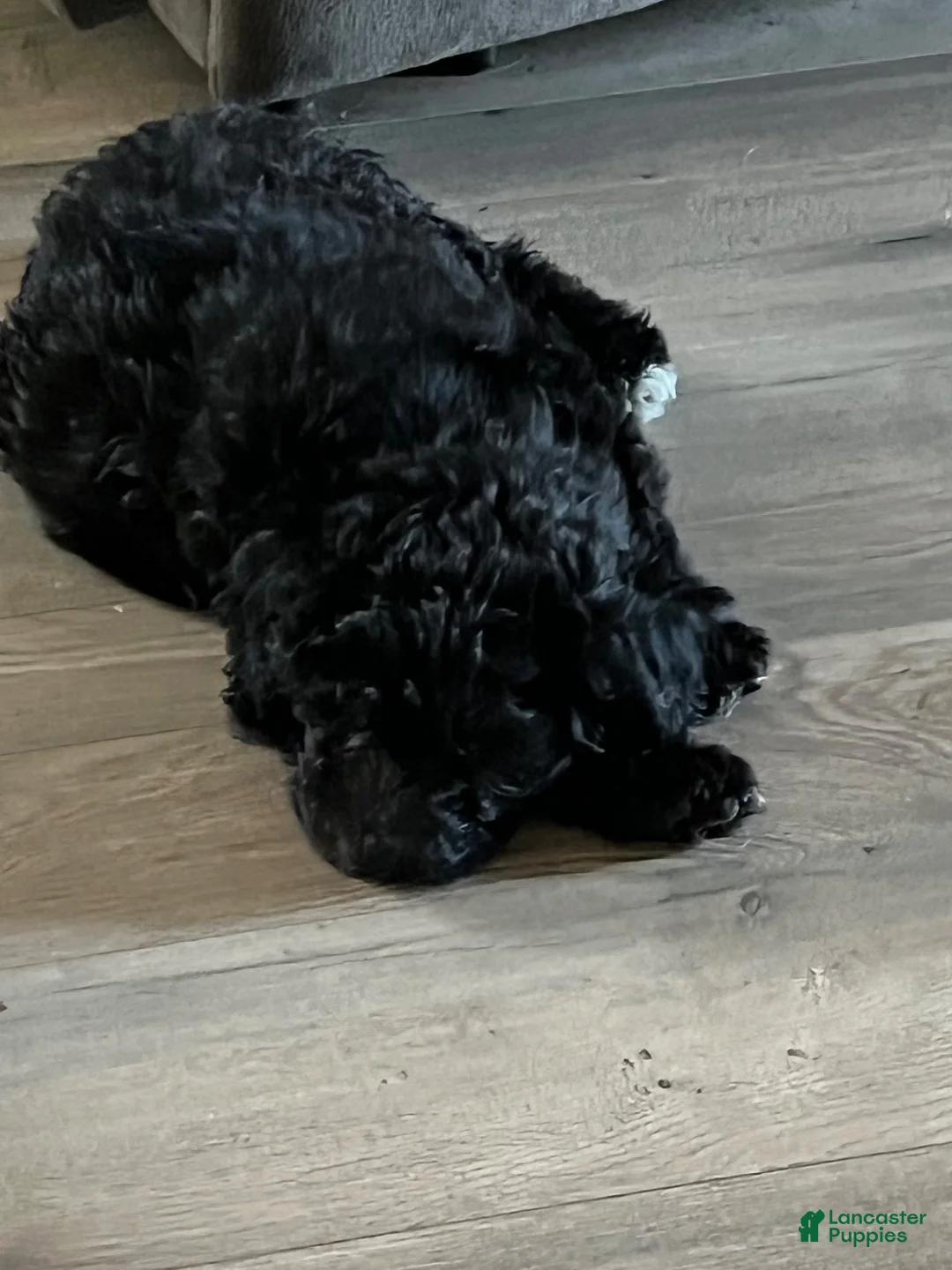 Shihpoo dogs for sale: Shihpoo 1 - Ad 1
