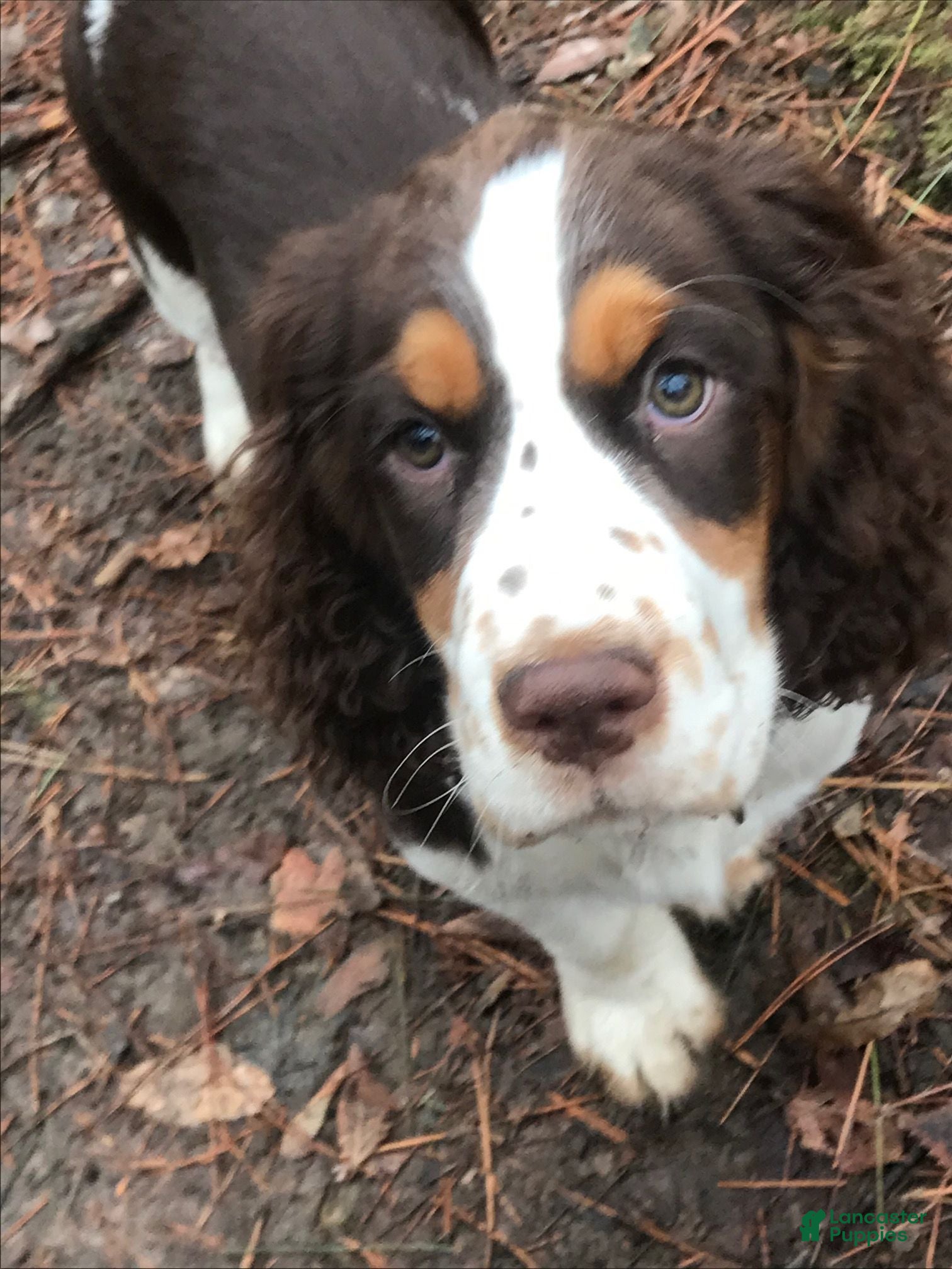 English Springer Spaniel dogs Talas - Ad 2