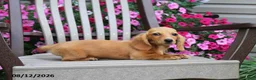Miniature Dachshund dogs for sale: Jason - Ad 1