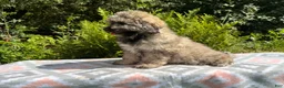 Eskipoo dogs for sale: Tucker - Ad 3
