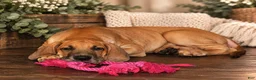 Great Dane dogs for sale: Dolly - Ad 4