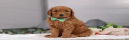 Standard Poodle dogs for sale: Hans - Ad 4