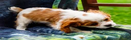 Mixed Breed dogs for sale: Janie - Ad 10