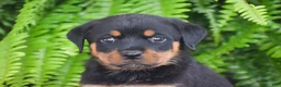 Rottweiler dogs for sale: Waffles - Ad 3