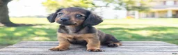 Miniature Dachshund dogs for sale: Tootsie - Ad 2