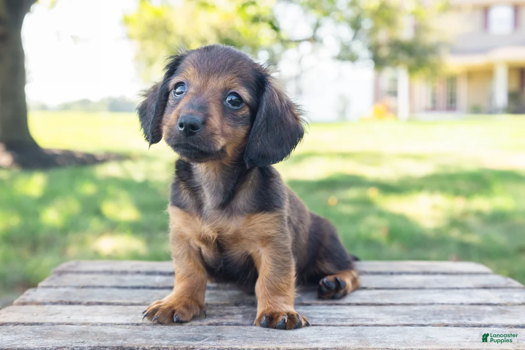Miniature Dachshund dogs for sale: Tootsie - Ad 2