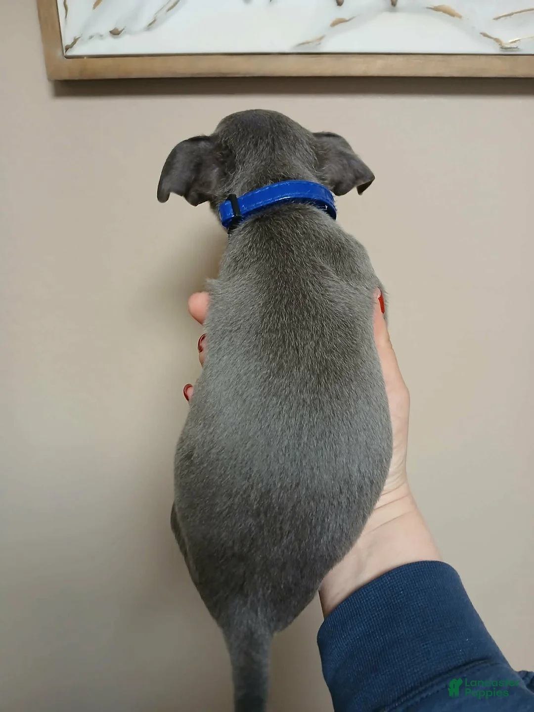 Chihuahua dogs for sale: Ash ( toy ) - Ad 6