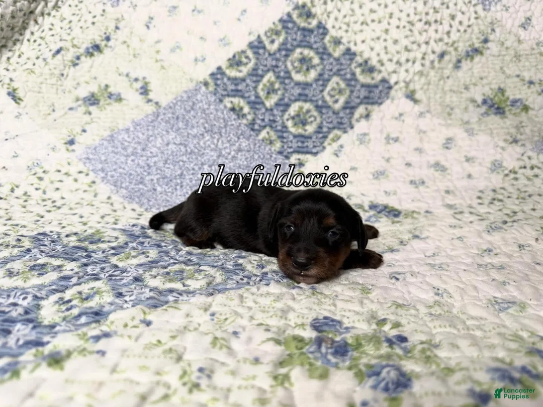Dachshund dogs for sale: AKC Black & Tan Long Haired Male Dachshund Male ALL Clear - Ad 1