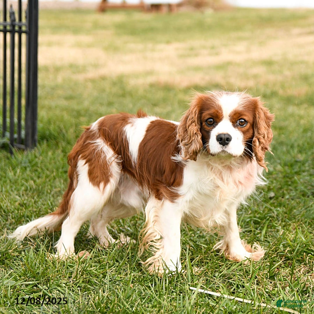 Cavalier King Charles Spaniel dogs for sale: Buddy - Ad 7