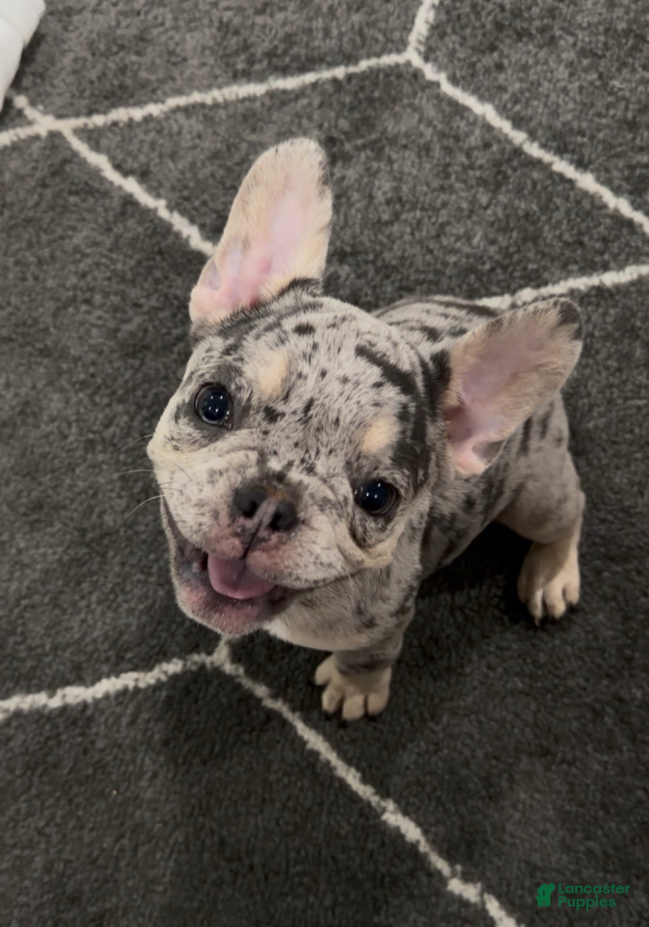 French Bulldog dogs for sale: Bean - Ad 2