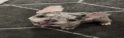 French Bulldog dogs for sale: Bean - Ad 2