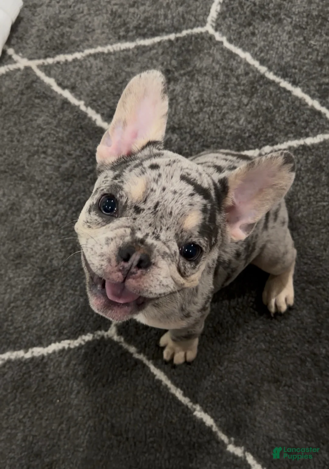 French Bulldog dogs for sale: Bean - Ad 2