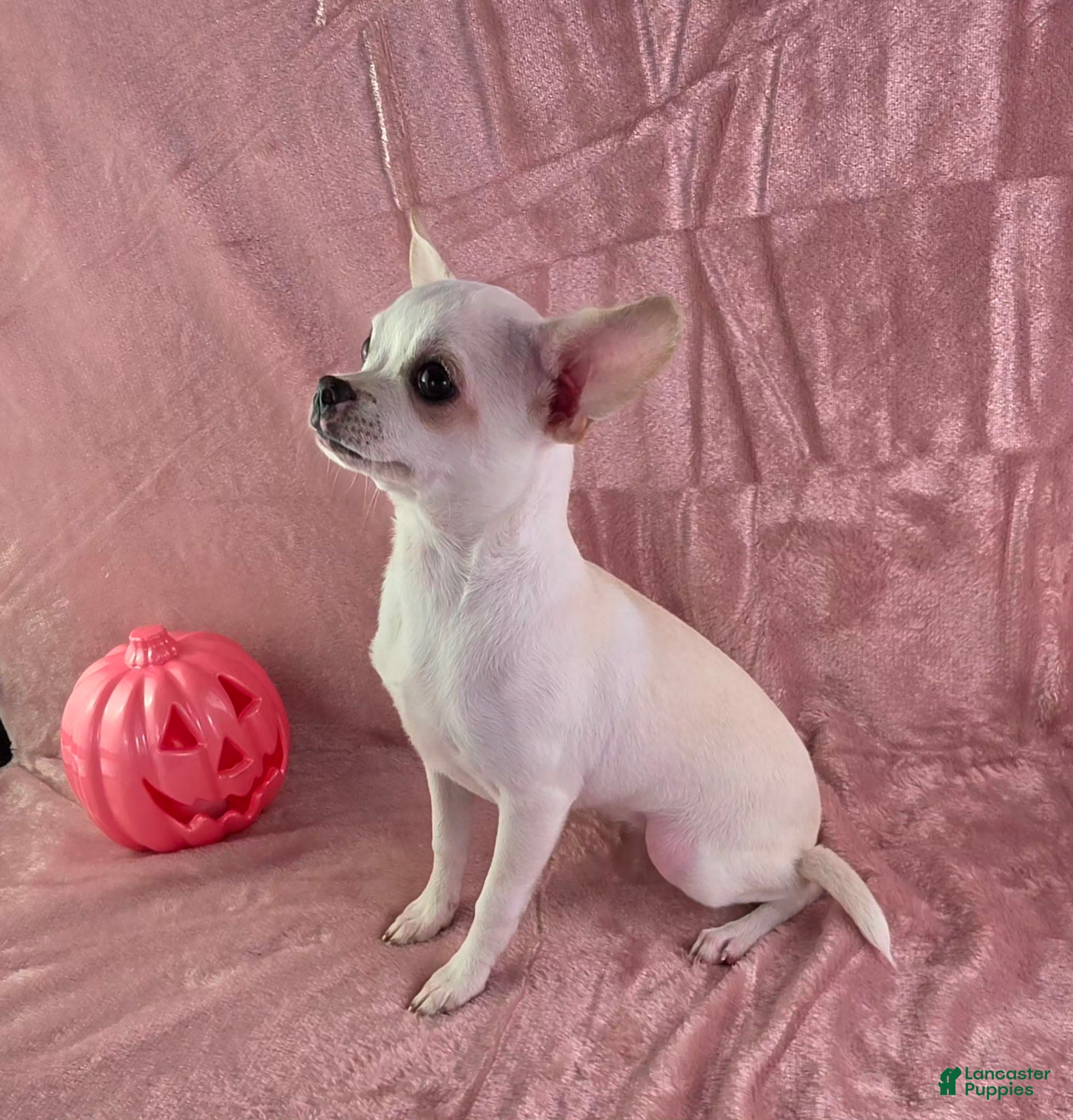 Chihuahua dogs Milly - Ad 2