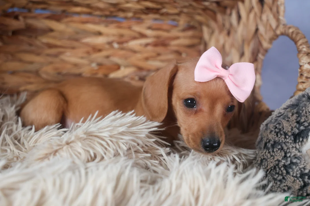 Dachshund dogs for sale: Quincy - Ad 12