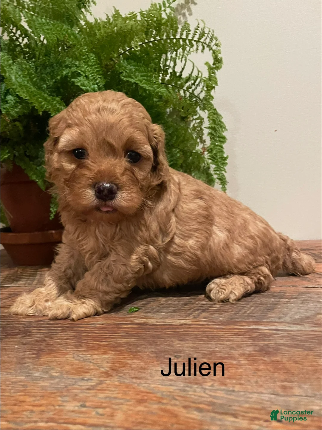 Cockapoo dogs for sale: Julien - Ad 3