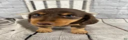 Miniature Dachshund dogs for sale: Chase - Ad 3