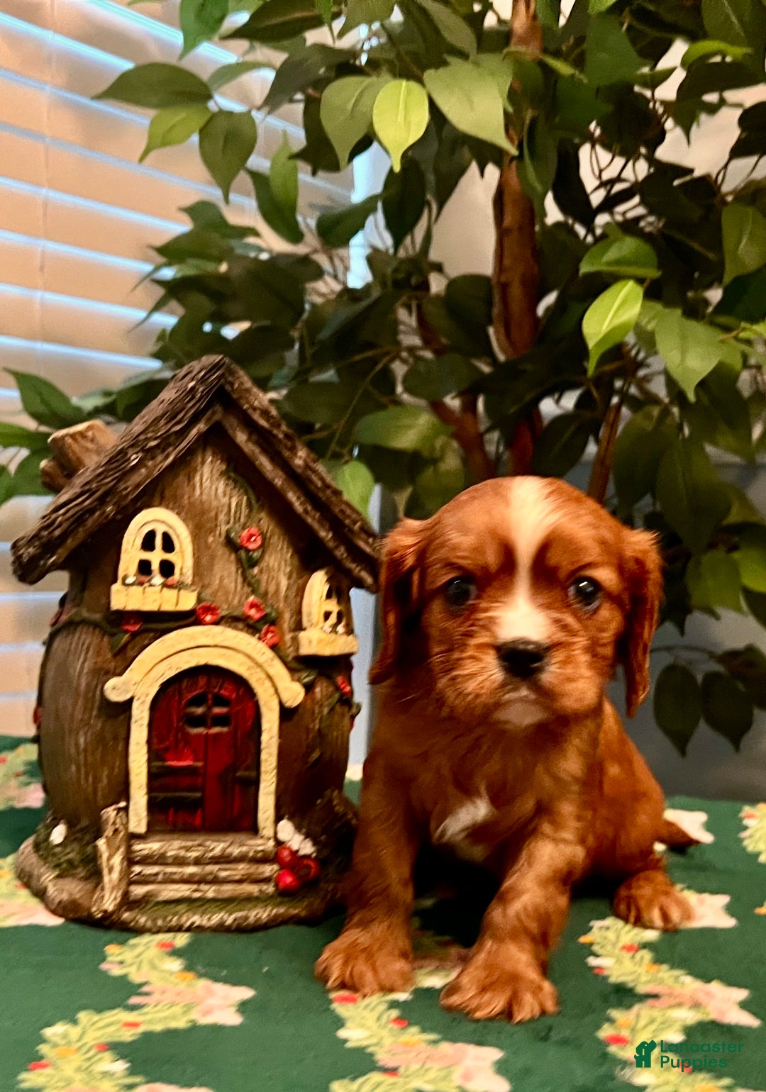 Cavalier King Charles Spaniel dogs for sale: Cavalier King Charles Spaniel Puppy 2- Dasher - Ad 1