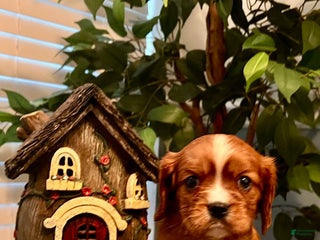 Cavalier King Charles Spaniel dogs Cavalier King Charles Spaniel Puppy 2- Dasher - Ad 6