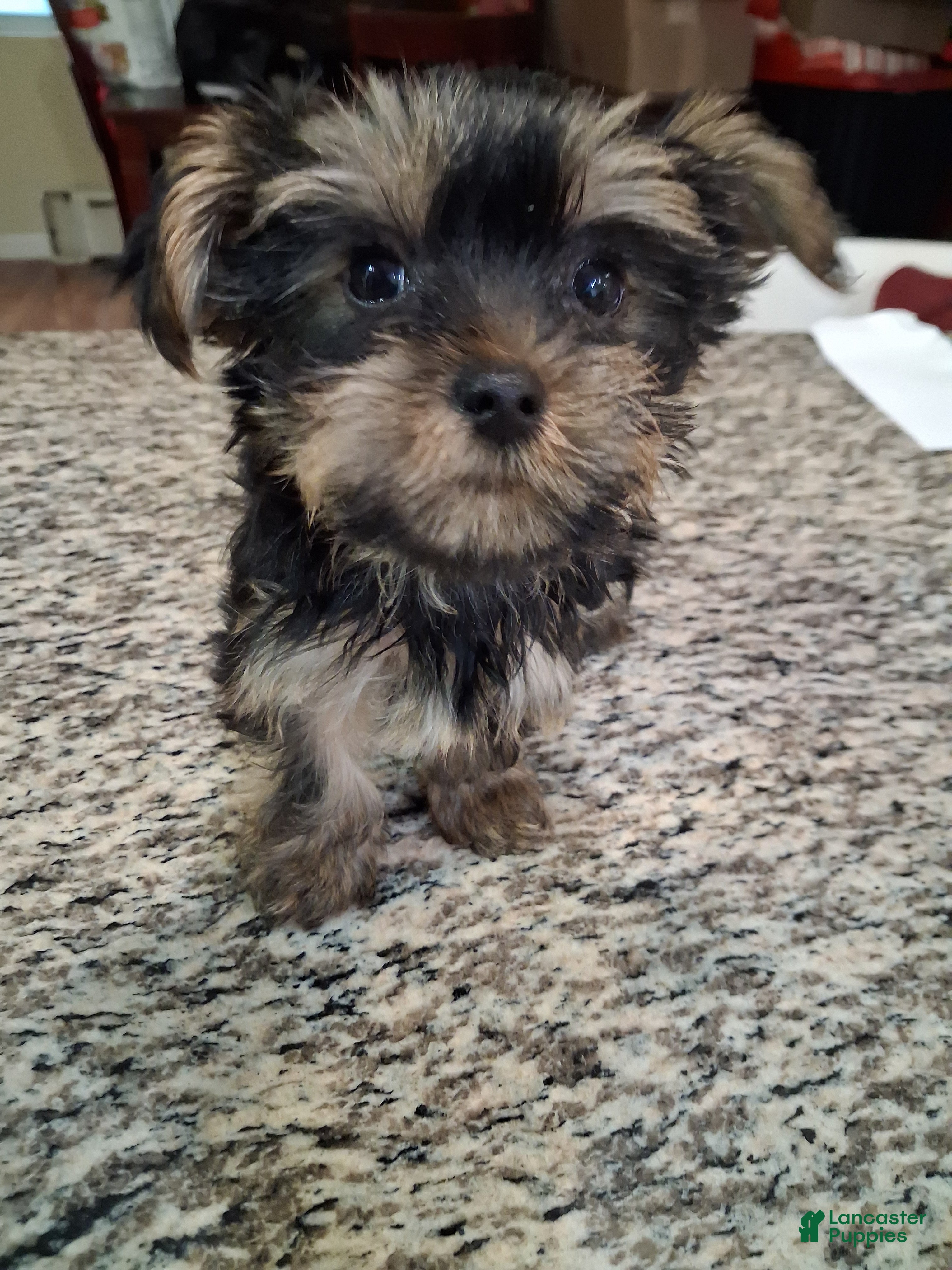 Yorkshire Terrier dogs Mo - Ad 1