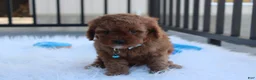 Cavapoo dogs for sale: Dexter  - Ad 8