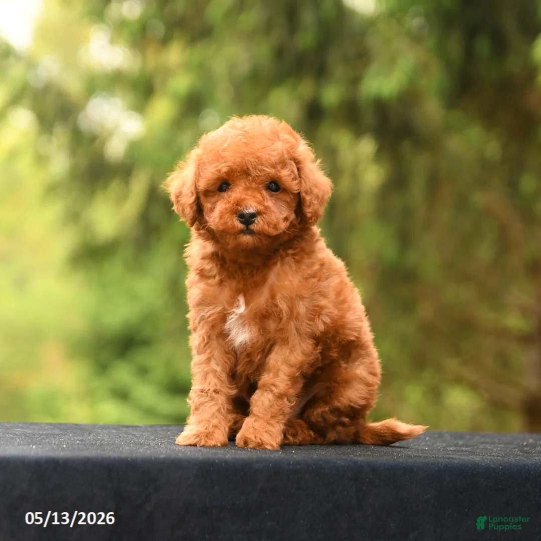 Toy Poodle dogs for sale: Alex - Ad 1