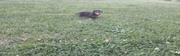 Miniature Dachshund dogs for sale: Forest - Ad 5