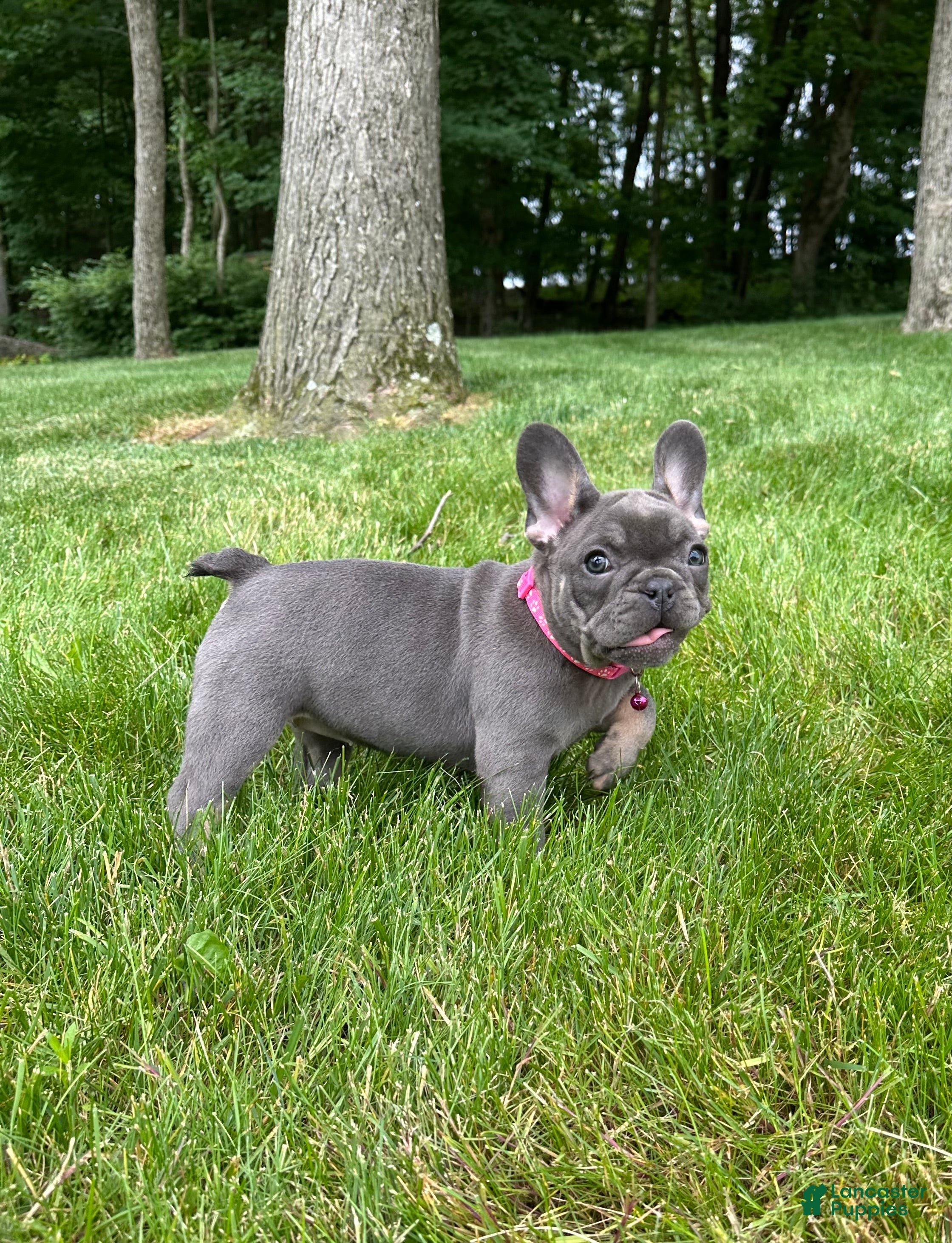 French Bulldog dogs Sena - Ad 2
