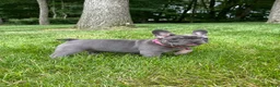 French Bulldog dogs for sale: Sena - Ad 1