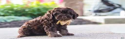 Cockapoo dogs for sale: Trevor - Ad 3