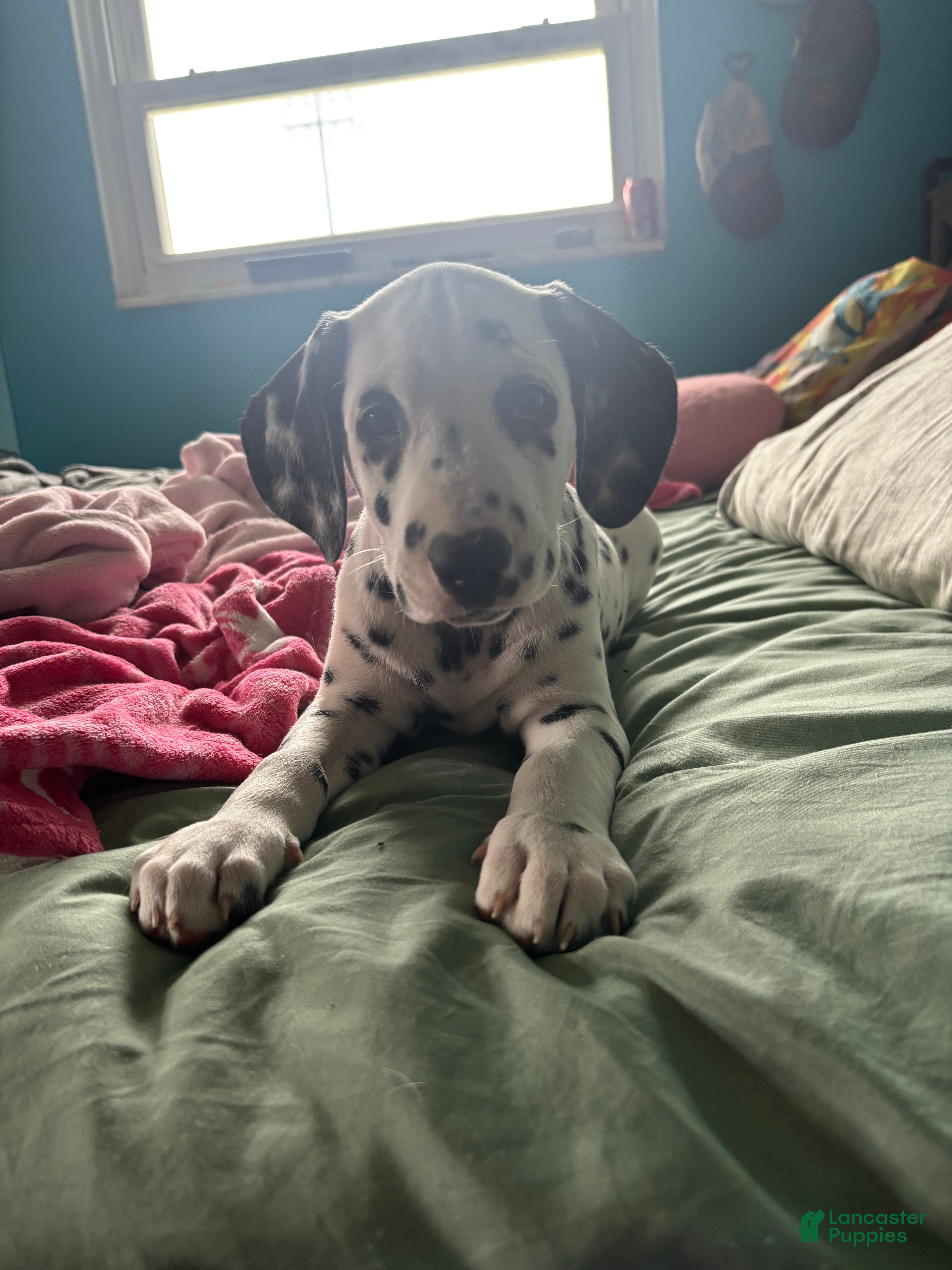 Dalmatian dogs Dalmatian 1 - Ad 8