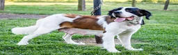 Saint Bernard dogs for sale: Cody - Ad 8